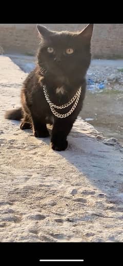 cat for sale