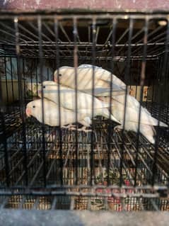 Albino