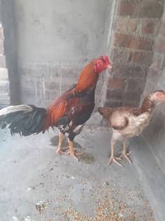 mianwali
