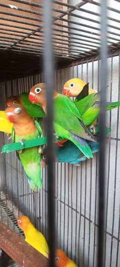 Chicks