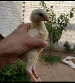 King  O Shamo|Top Quality Breeders| Top Quality Chicks|Cargo Available