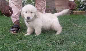 KCP Pedigreed Golden Retriever Puppies