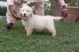 Pedigreed Golden Retriever Puppies