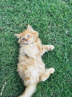 Persian cats triple coat