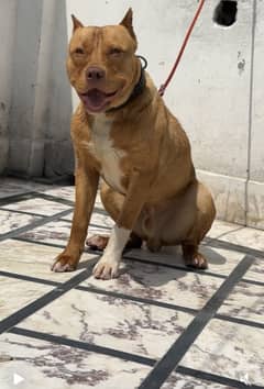 Pitbull Male for stud