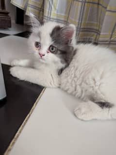 Persian