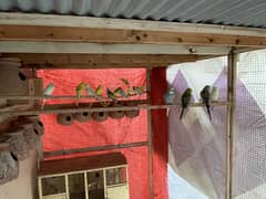 Australian parrot
