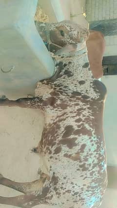 Qurabani ke lye janwar Baill