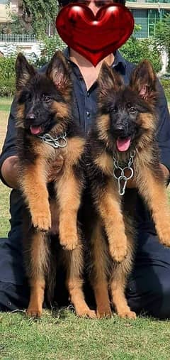 German shepherd puppies long coat my WhatsApp number 03001868066