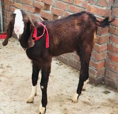 Dawande Bakra For Sale