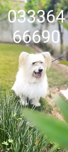 COTON DE TULEAR, Rare Breed, PUPS, BOOK NOW !