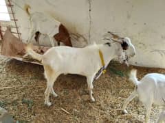 Selling 6 goats