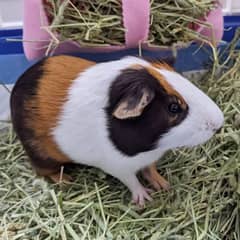 Pair of imported pragnet guniea pig
