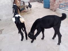 50000 bhot achy 2 Bakery ke bachy hai for sale