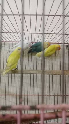 male female