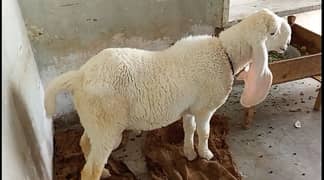 Dumba for sale