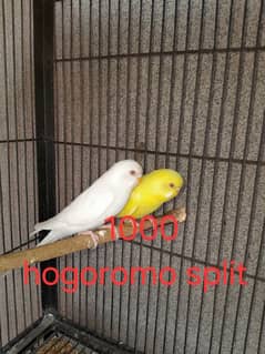 split hogoromo budgie rainbow colour