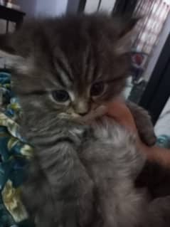 3 Persian kittens for sale