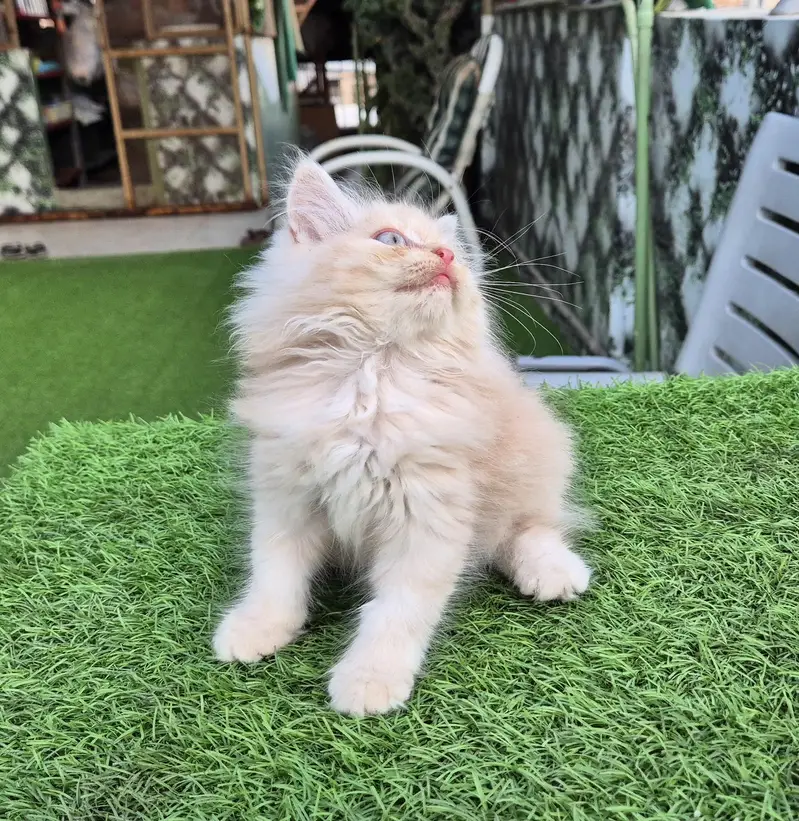 Triple Coat Persian Kitten / Cute Kitten