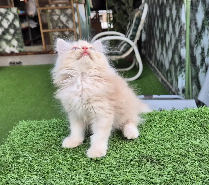 Triple Coat Persian Kitten / Cute Kitten — photo 2