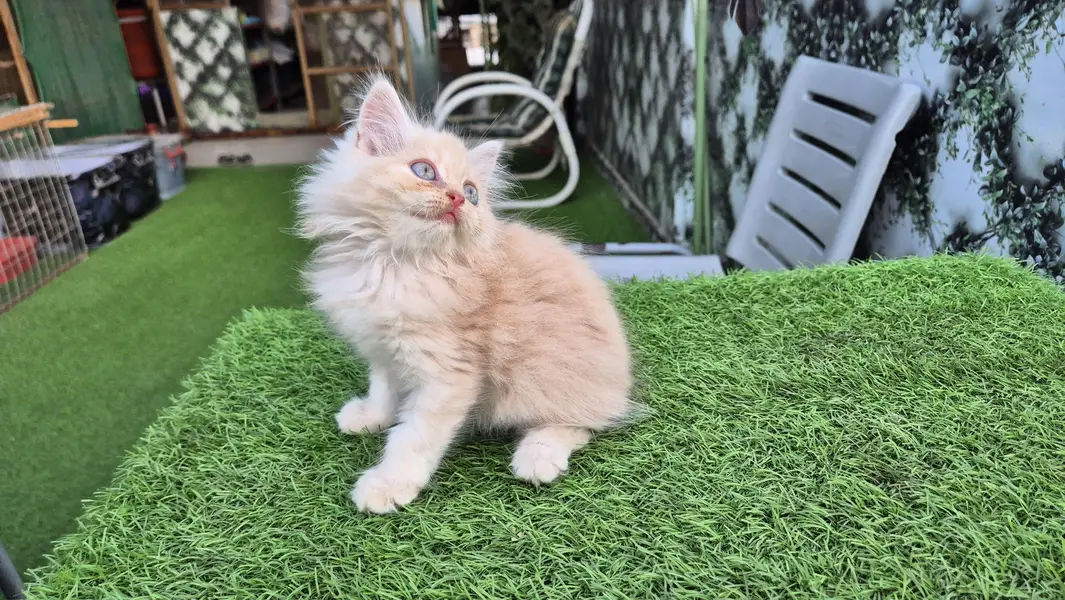 Triple Coat Persian Kitten / Cute Kitten — photo 3