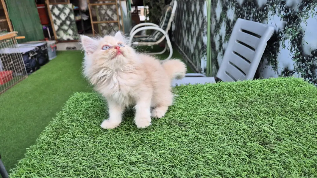 Triple Coat Persian Kitten / Cute Kitten — photo 4