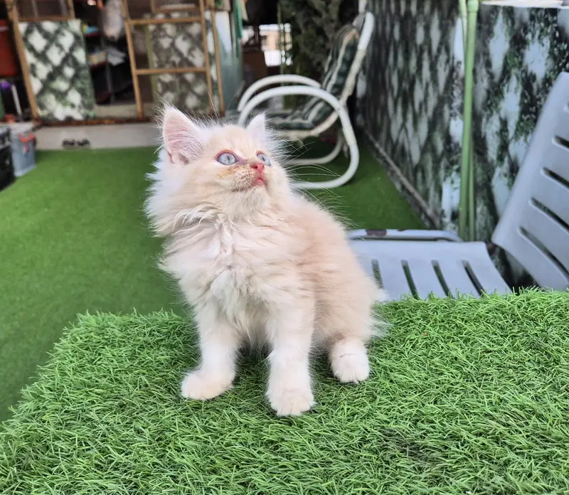 Triple Coat Persian Kitten / Cute Kitten — photo 5