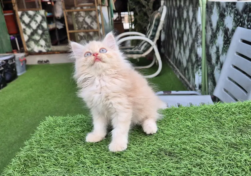 Triple Coat Persian Kitten / Cute Kitten — photo 6