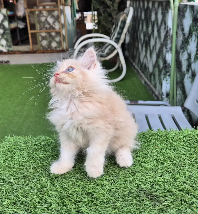 Triple Coat Persian Kitten / Cute Kitten — photo 7