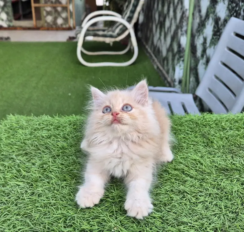 Triple Coat Persian Kitten / Cute Kitten — photo 8