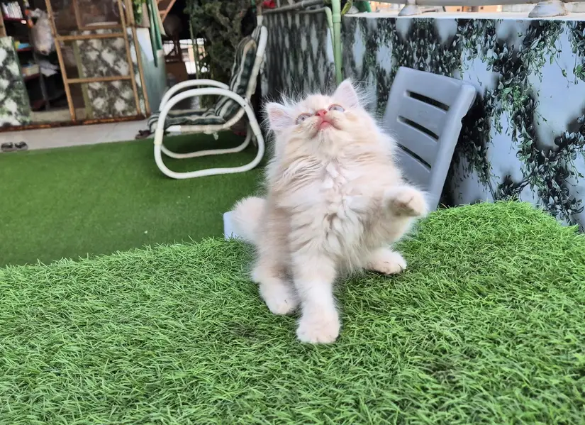 Triple Coat Persian Kitten / Cute Kitten — photo 9