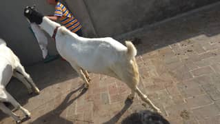 Ablaq Baqra for Sale weight 80 to 120kg