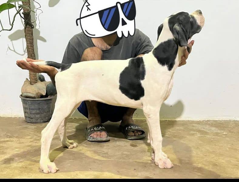 high quilty english pointer 0