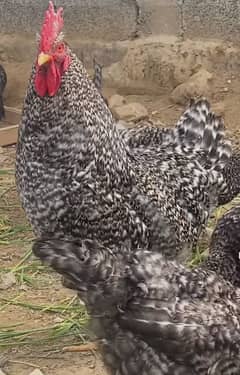 Plymouth rock 1 male 3 female