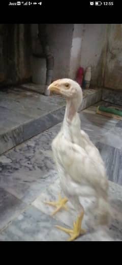 shamo