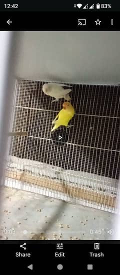 creamino,albino,deckino, lotino and blue obline love birds pair