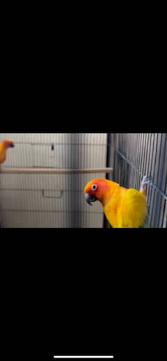 All birds set sale  12 piece total plus suncnor