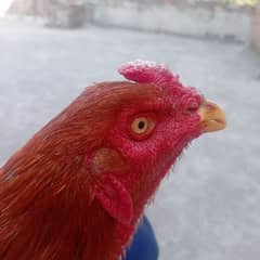 aseel patha fir sell