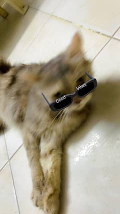 Persian cat vacinated…. . .