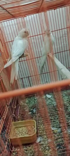 cockatiel