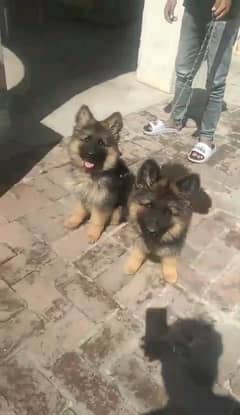 German shepherd puppies long coat my WhatsApp number 03001868066
