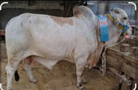 qurbani