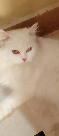 Persian Cats Pair