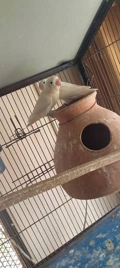 Albino