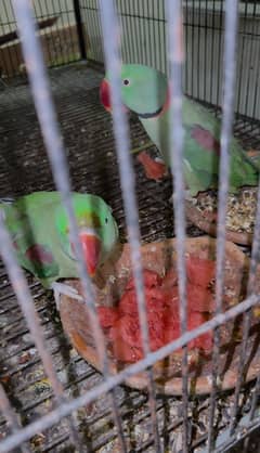 Raw breeder pair guaranteed