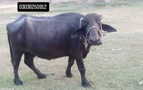 Bhains