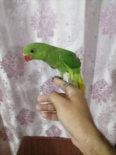 Toota hai