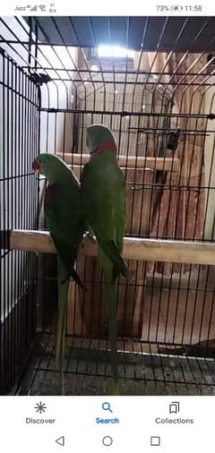 Raw  breeder pair