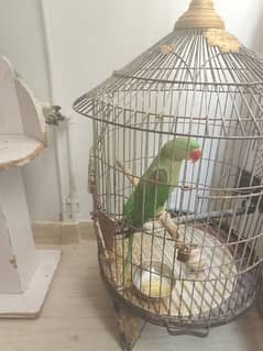 Raw parrot With big cage