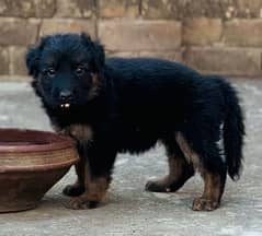 Dog for sale